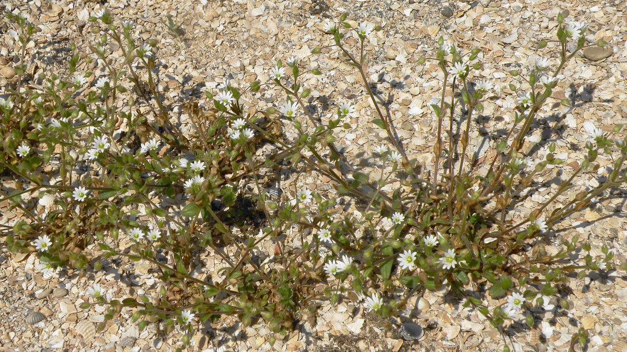 Изображение особи Cerastium glutinosum.