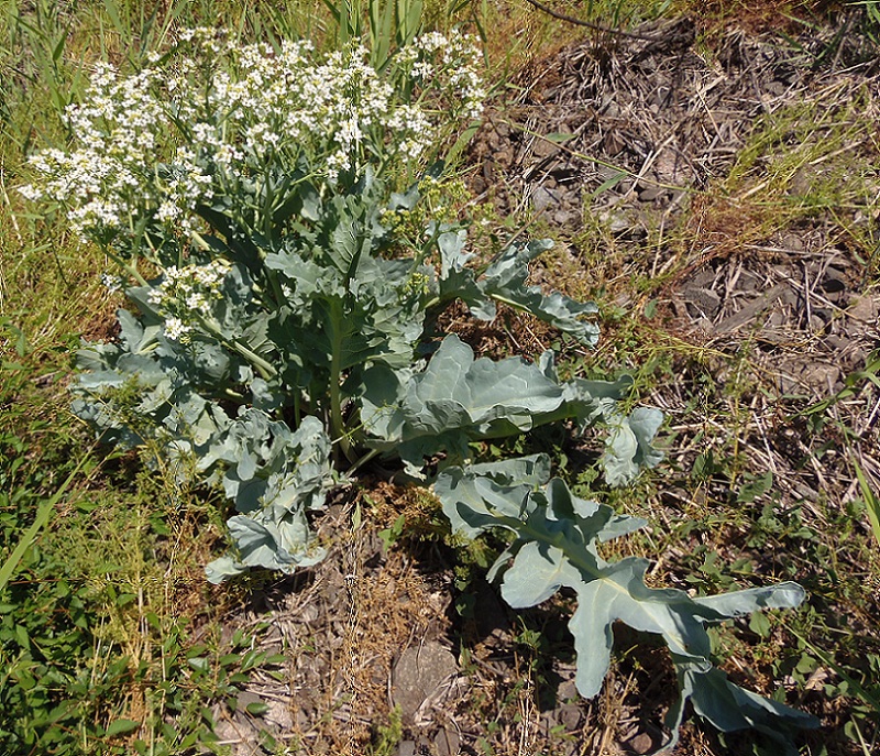 Изображение особи Crambe maritima.