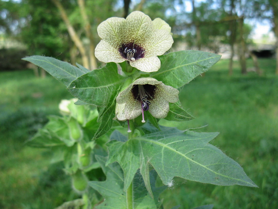 Изображение особи Hyoscyamus niger.