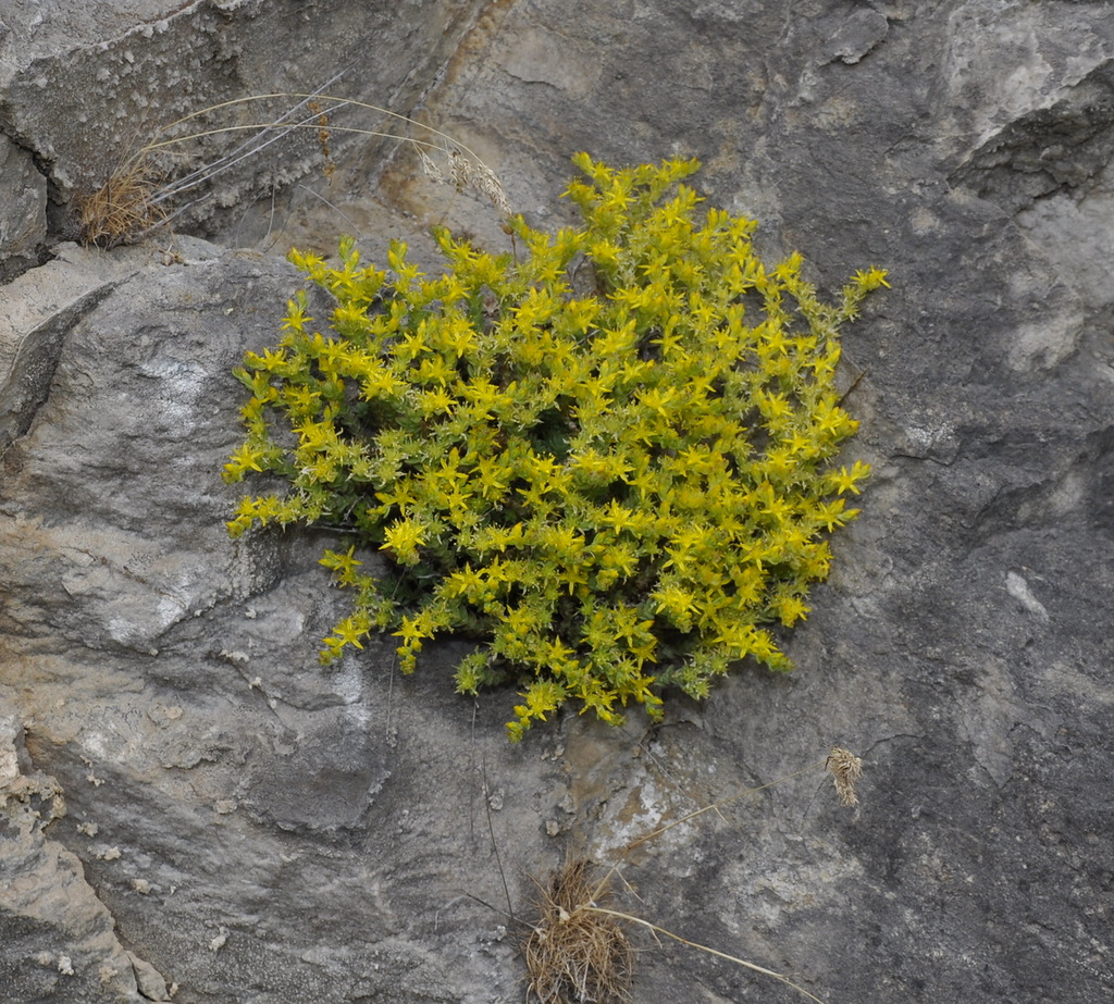 Изображение особи Sedum acre.