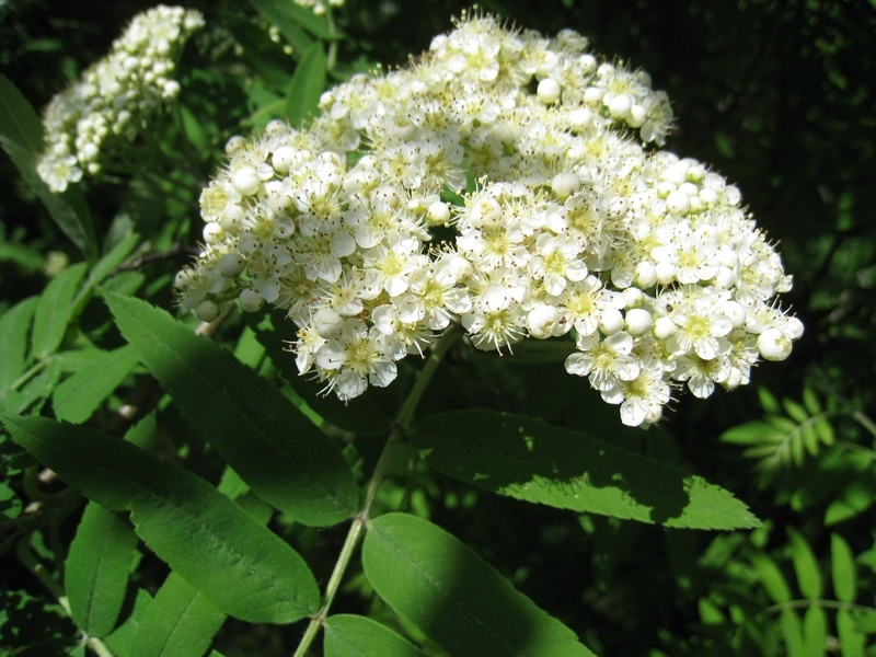 Image of Sorbus aucuparia specimen.