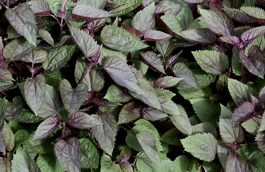 Изображение особи Ageratina altissima.