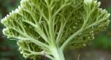 Achillea filipendulina