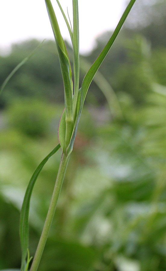 Изображение особи род Tragopogon.