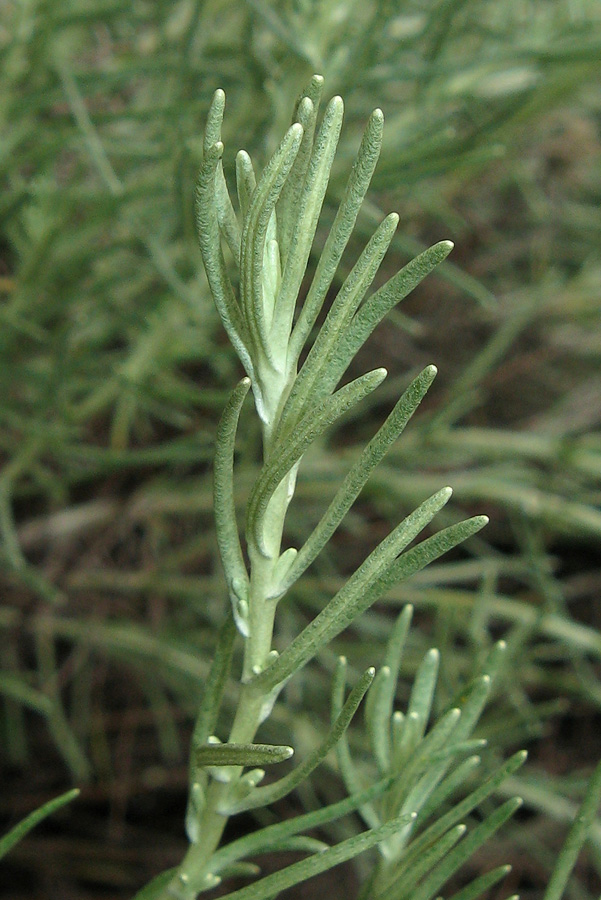 Изображение особи род Helichrysum.