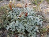 Hedysarum candidum. Отцветшее растение. Краснодарский край, Новороссийский р-н, окр. пос. Абрау-Дюрсо, можжевеловое редколесье. 14.07.2013.