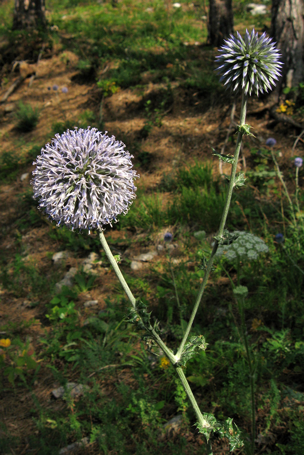 Image of Echinops armatus specimen.