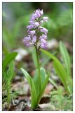 Orchis militaris. Цветущее растение. Республика Татарстан, Камско-Устьинский район, памятник природы \"Юрьевские пещеры\". 11.06.2009.