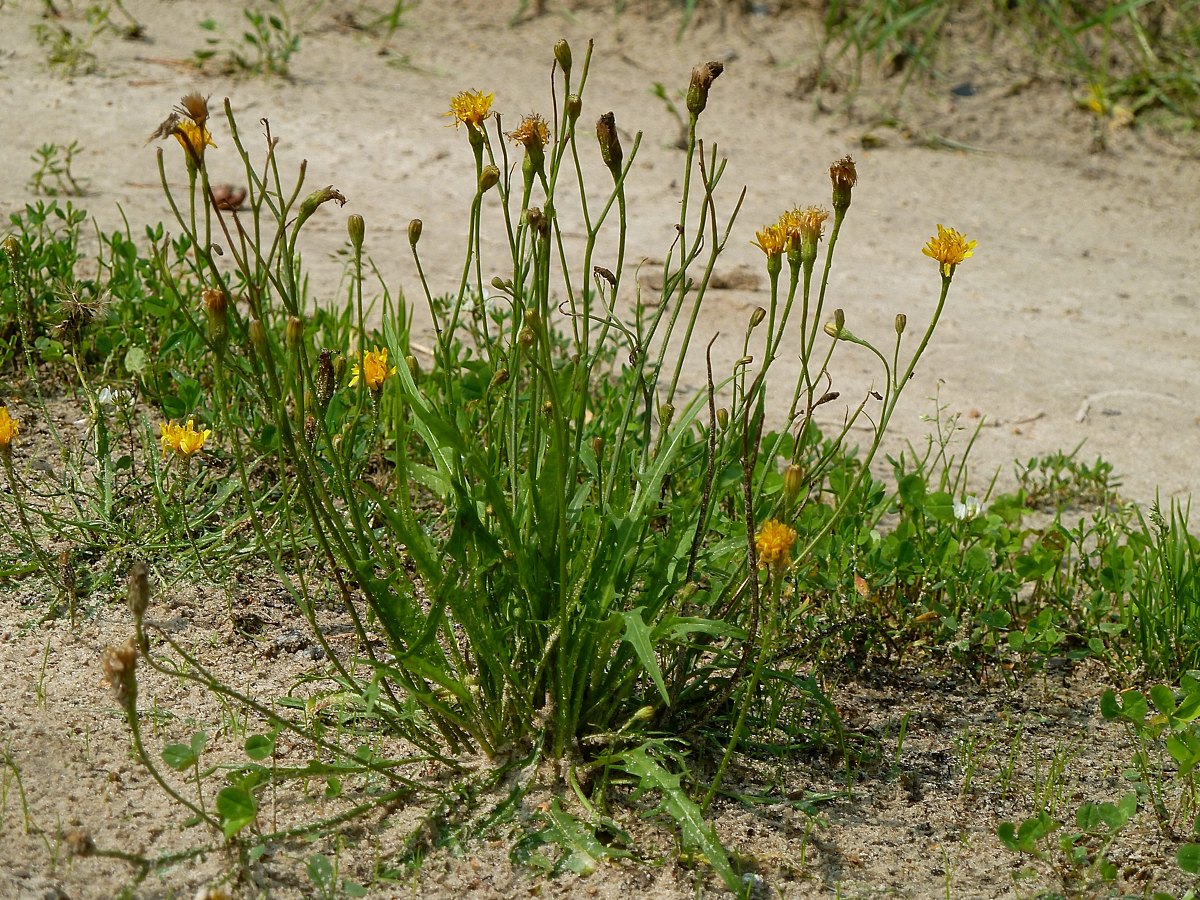 Изображение особи Scorzoneroides autumnalis.