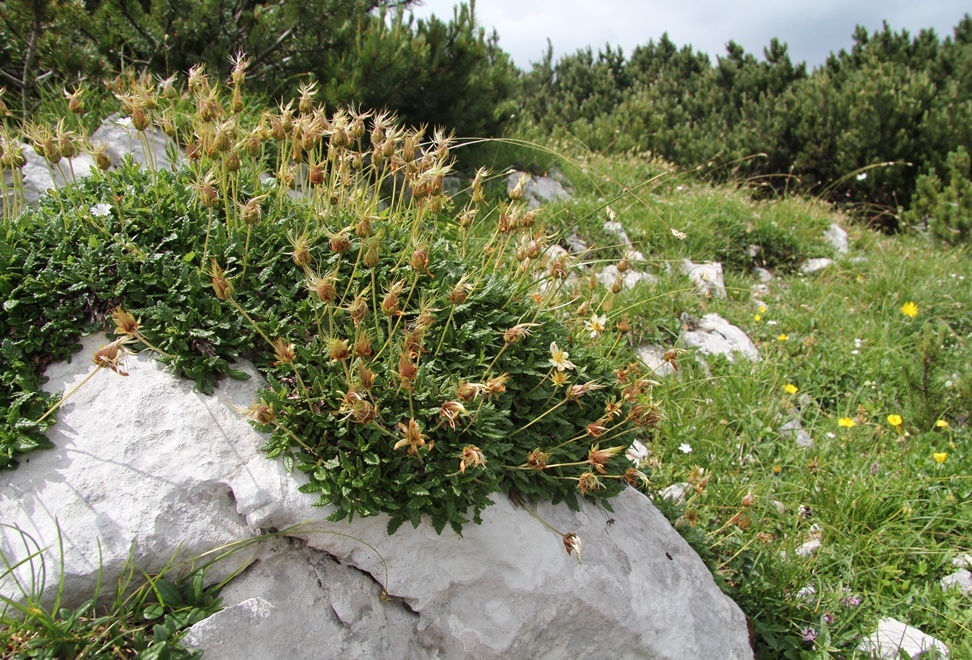 Изображение особи Dryas octopetala.