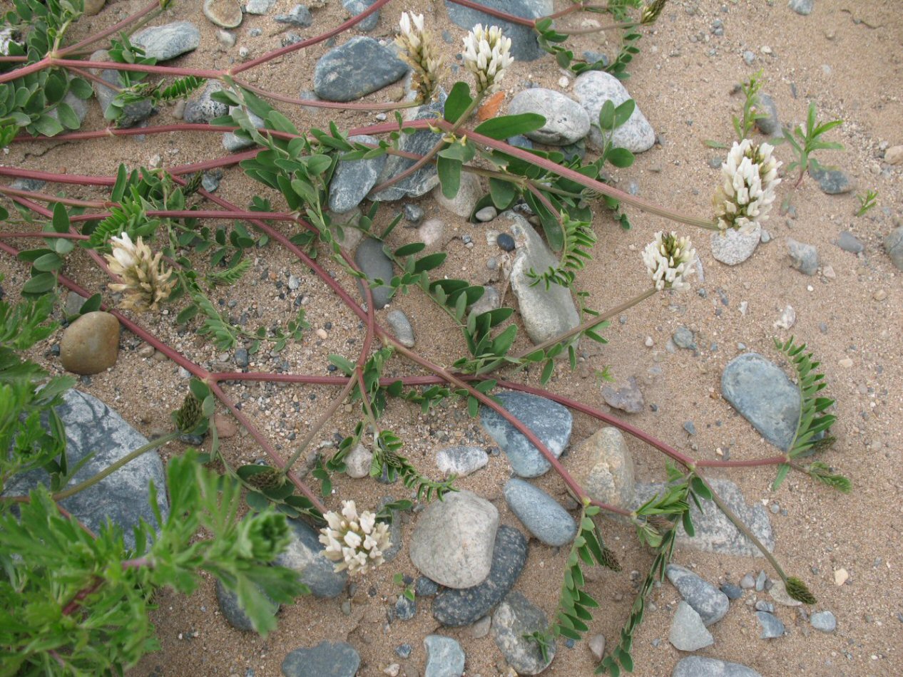 Image of Astragalus marinus specimen.