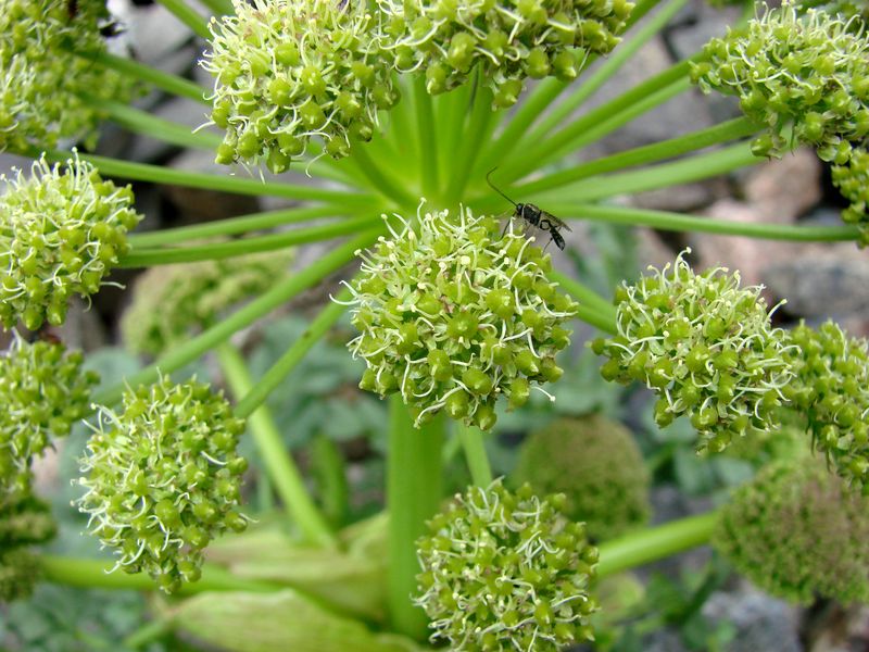 Image of Archangelica brevicaulis specimen.