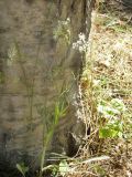 Falcaria vulgaris