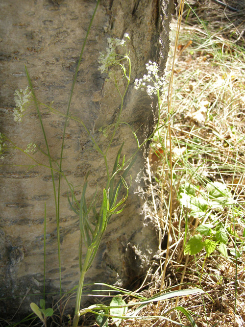 Image of Falcaria vulgaris specimen.