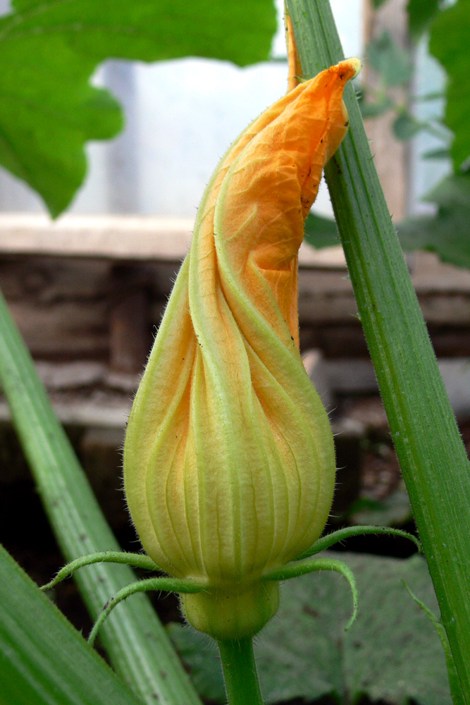 Image of Cucurbita pepo specimen.