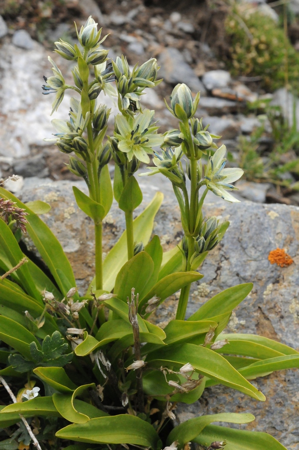 Изображение особи Swertia marginata.