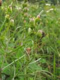 Linaria ruthenica