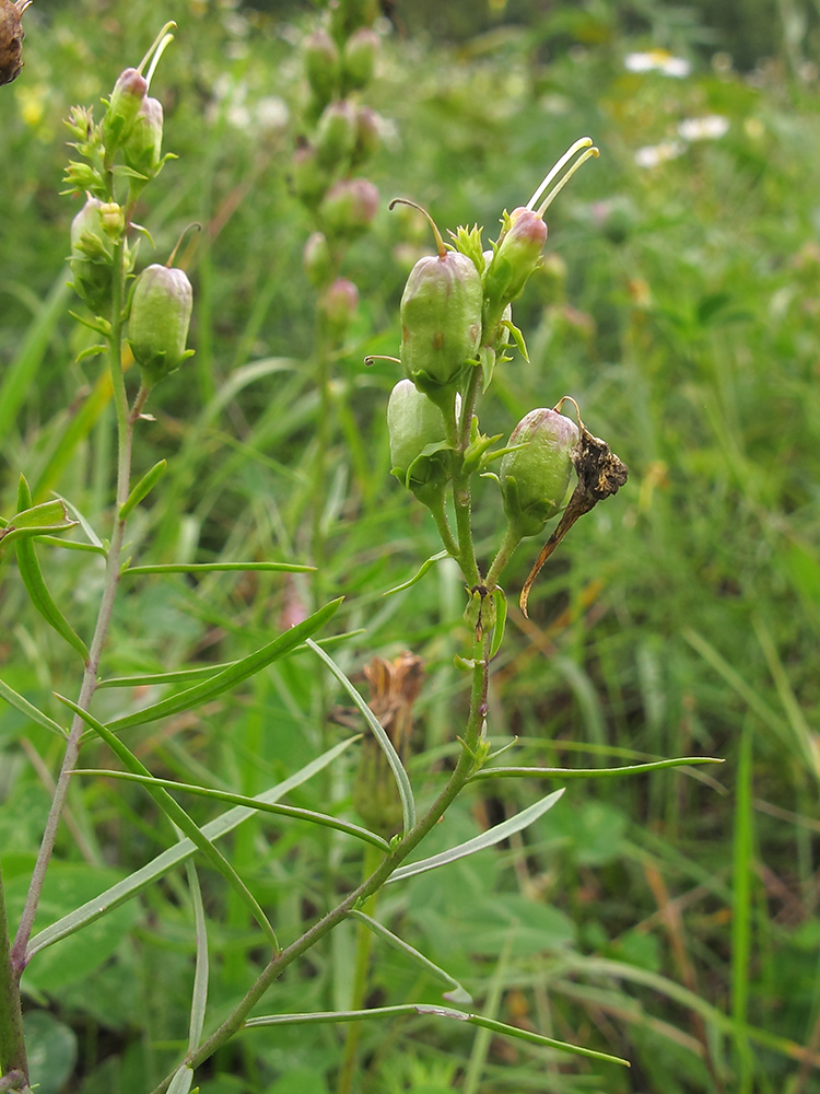 Изображение особи Linaria ruthenica.