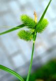 Carex capricornis