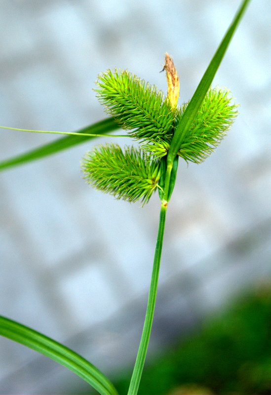 Изображение особи Carex capricornis.