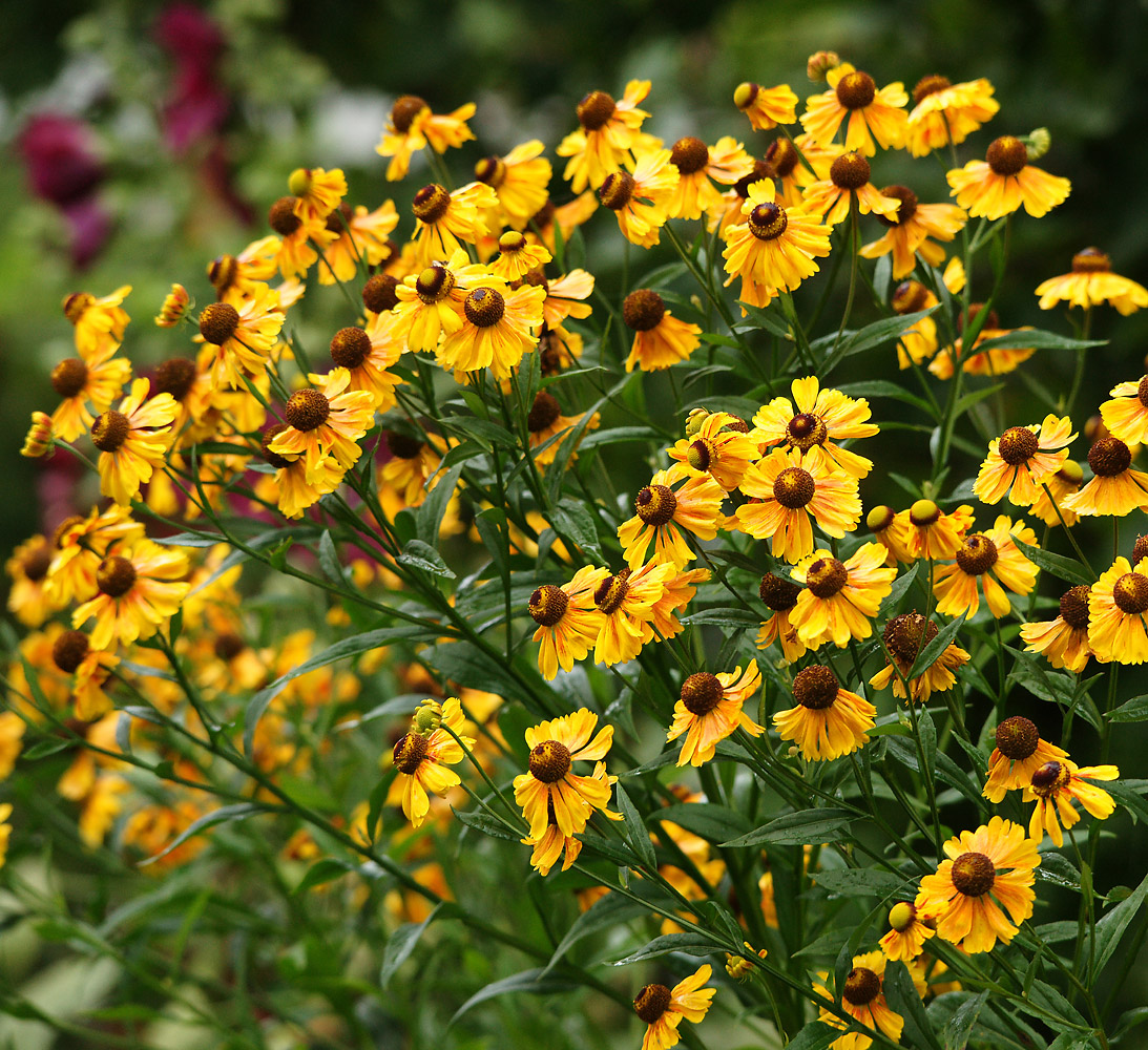 Изображение особи Helenium autumnale.