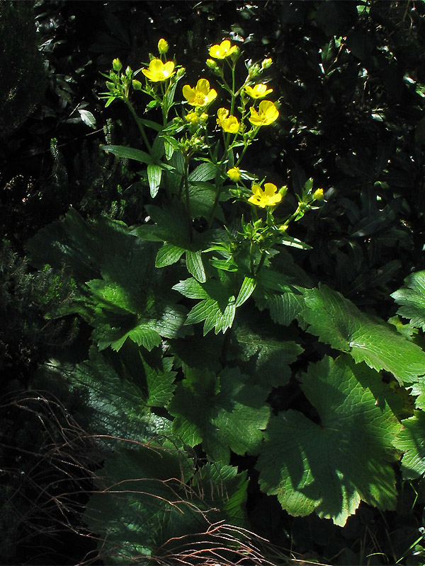 Image of Ranunculus cortusifolius specimen.