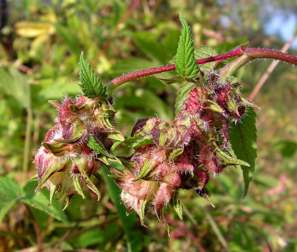 Изображение особи Humulopsis scandens.