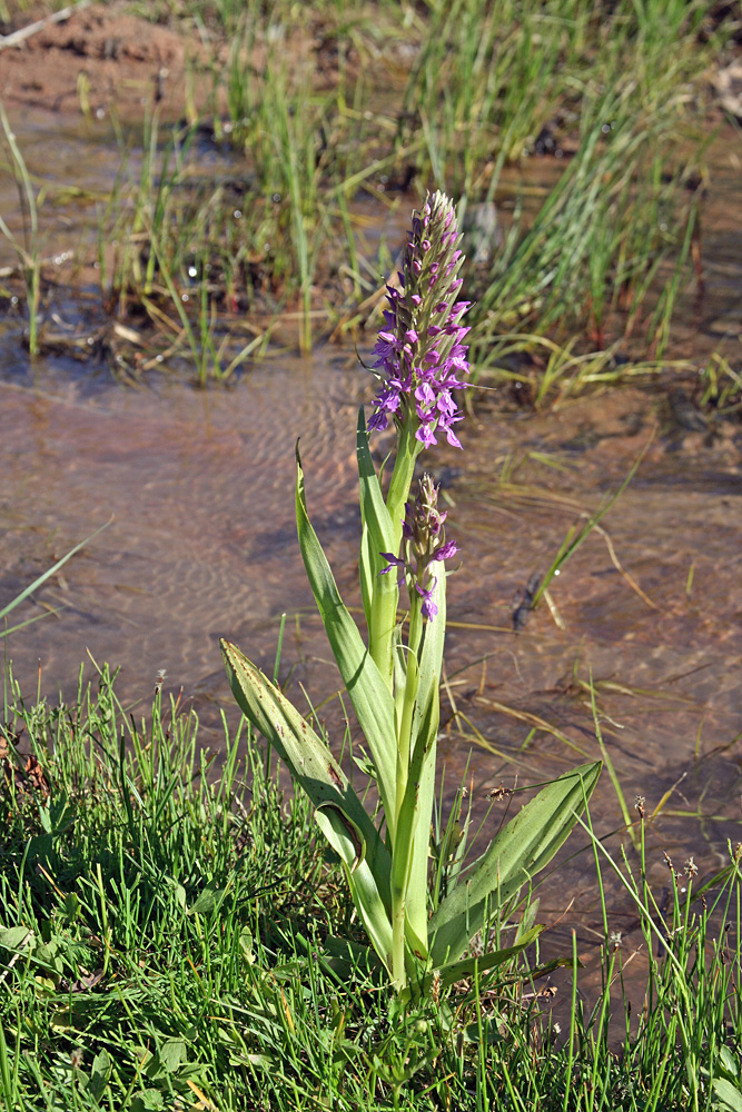 Изображение особи Dactylorhiza umbrosa.