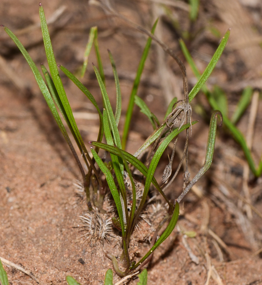 Image of Daucus glaber specimen.