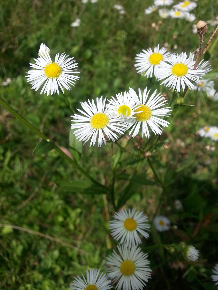 Image of Erigeron annuus specimen.
