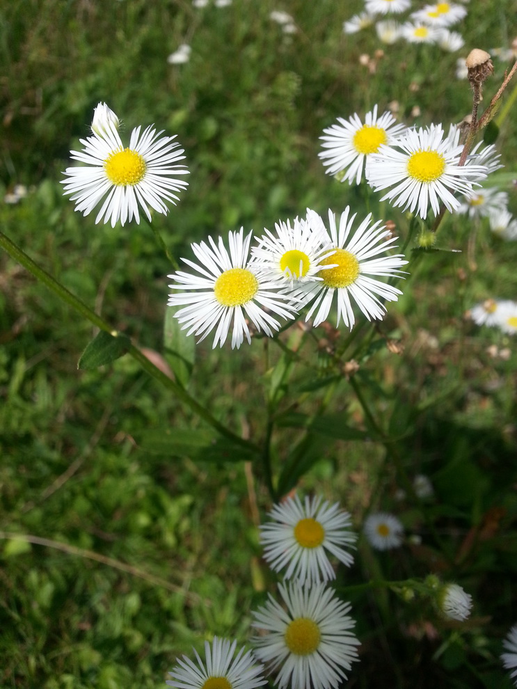 Изображение особи Erigeron annuus.