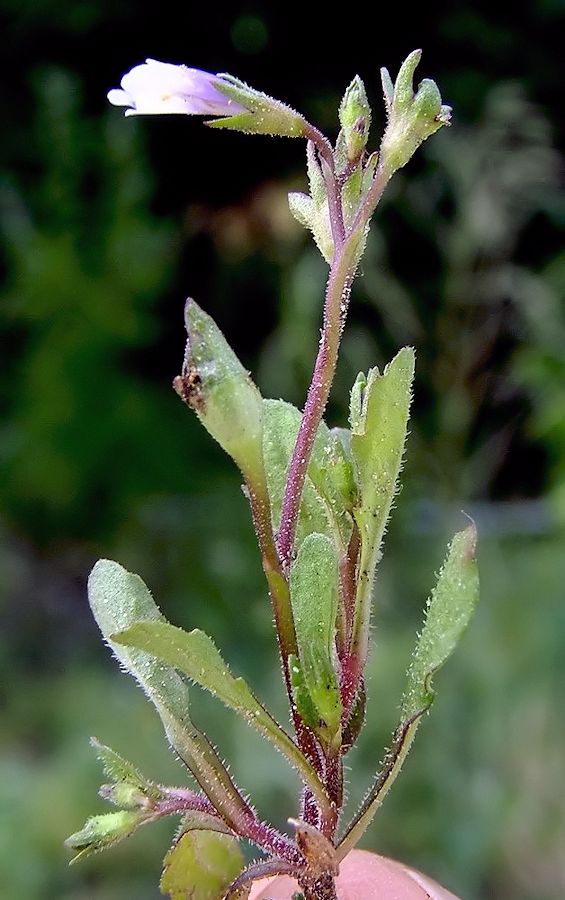 Image of Mazus pumilus specimen.