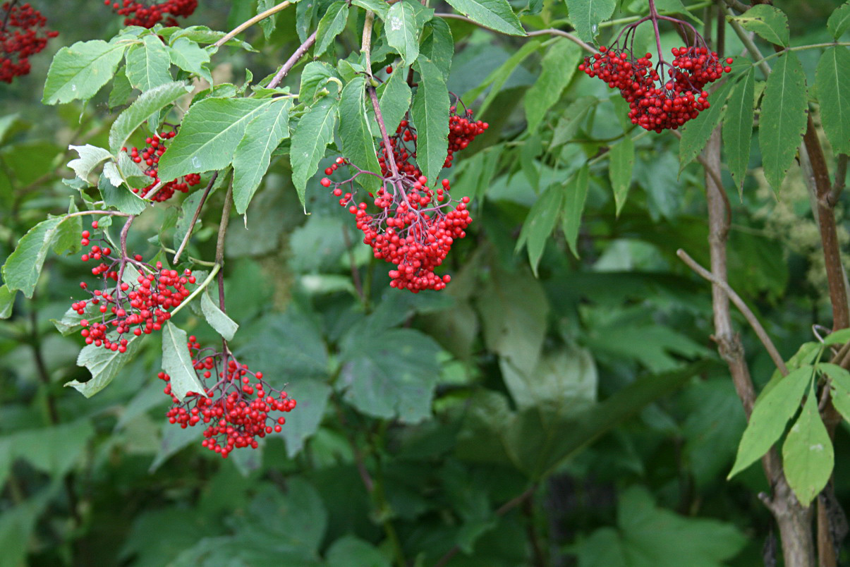 Image of Sambucus miquelii specimen.