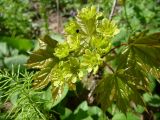 Acer platanoides. Цветки и молодые листья. Тверская обл., Кимрский р-н. 09.05.2011.