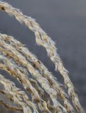 Miscanthus sinensis. Средние части соплодий ('Variegatus'). Германия, г. Дюссельдорф, Ботанический сад университета. 02.03.2014.