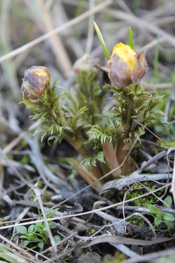 Image of Adonis volgensis specimen.