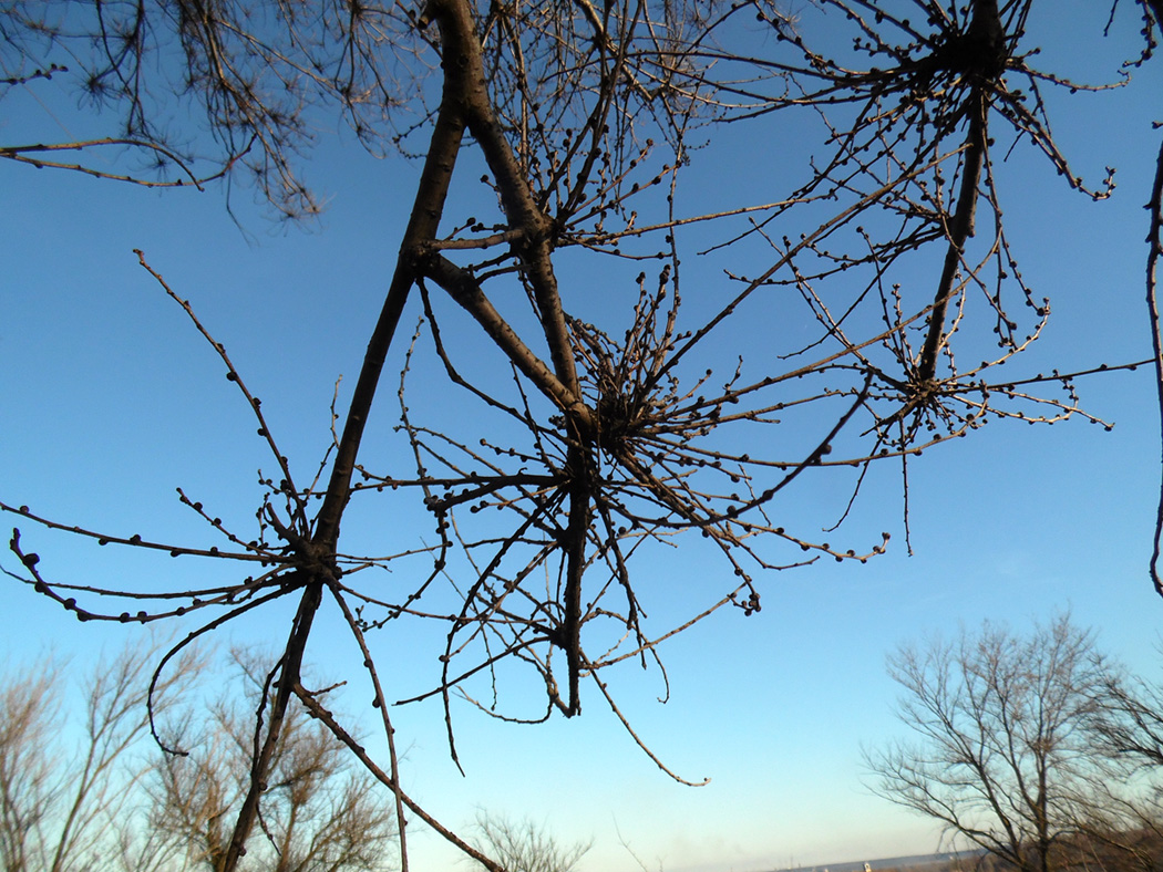 Image of genus Ulmus specimen.