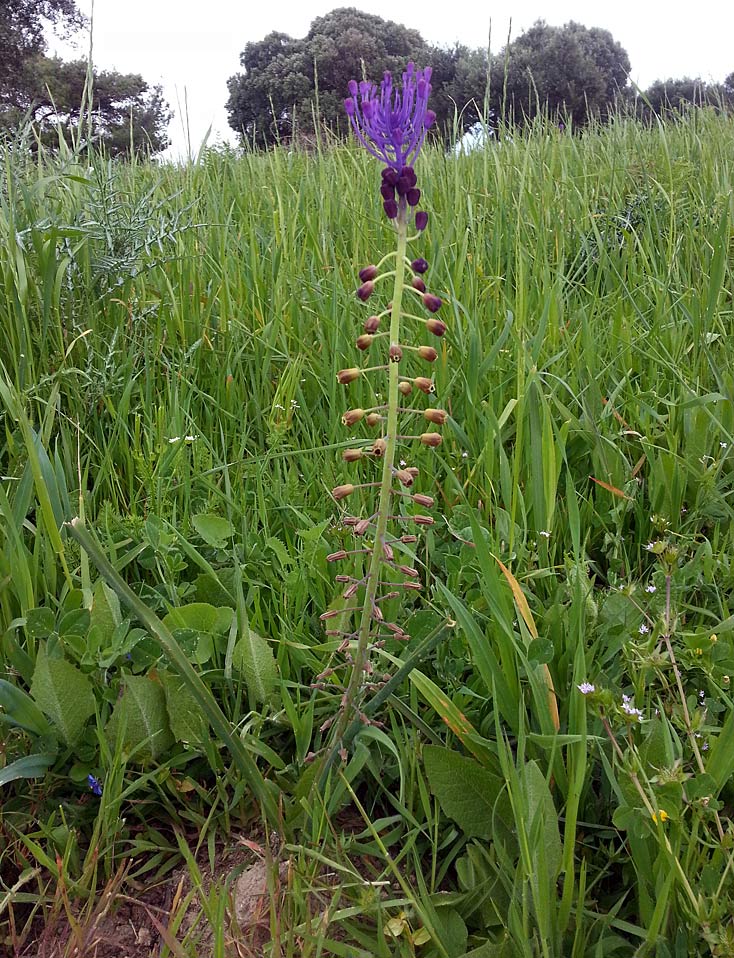 Изображение особи Leopoldia comosa.