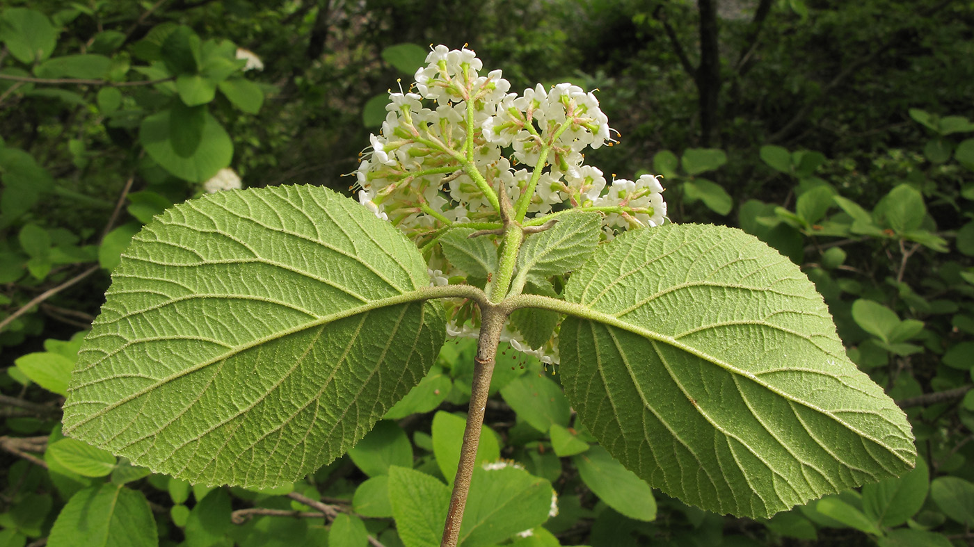 Изображение особи Viburnum lantana.