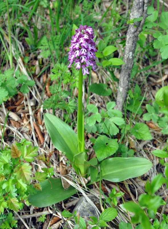 Image of Orchis purpurea ssp. caucasica specimen.