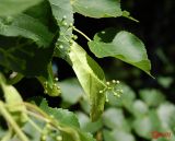 Tilia cordata