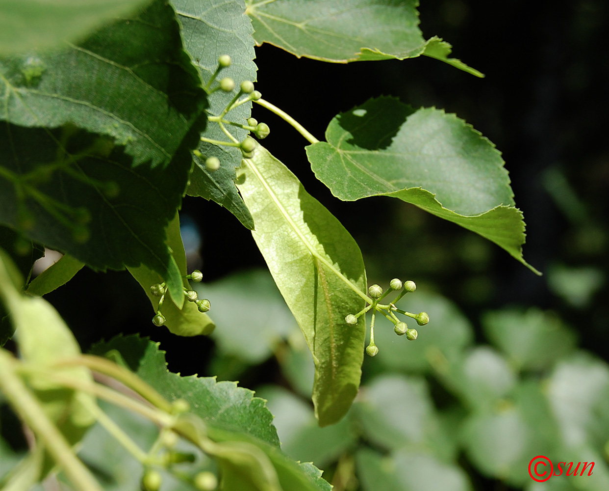 Изображение особи Tilia cordata.