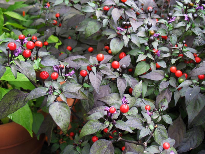 Image of Capsicum annuum specimen.