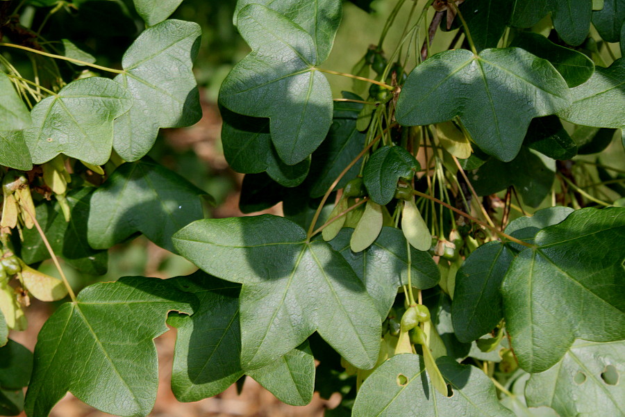 Image of Acer monspessulanum specimen.