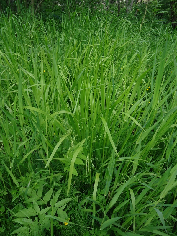 Image of Glyceria alnasteretum specimen.