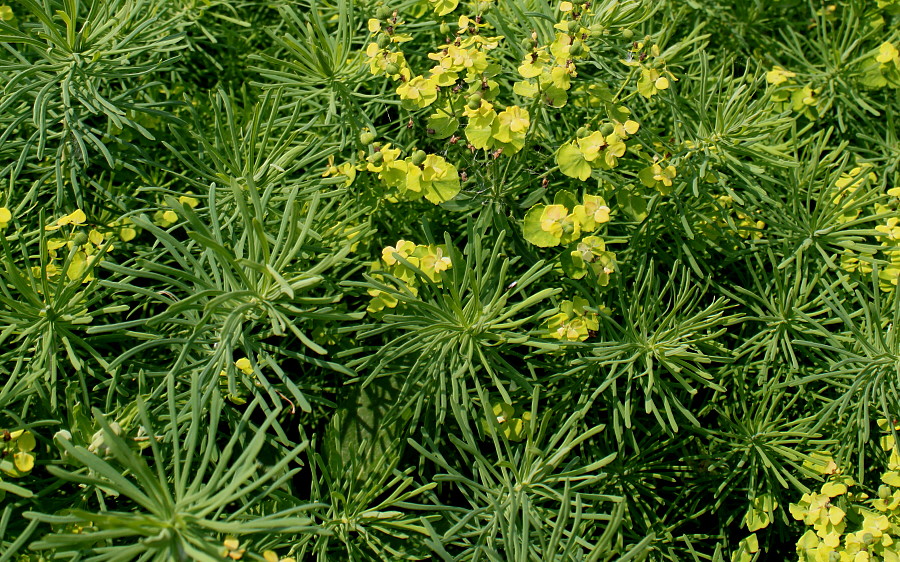 Image of Euphorbia cyparissias specimen.