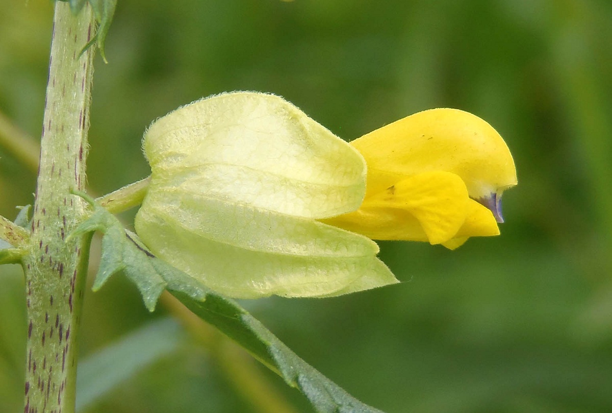 Изображение особи Rhinanthus vernalis.