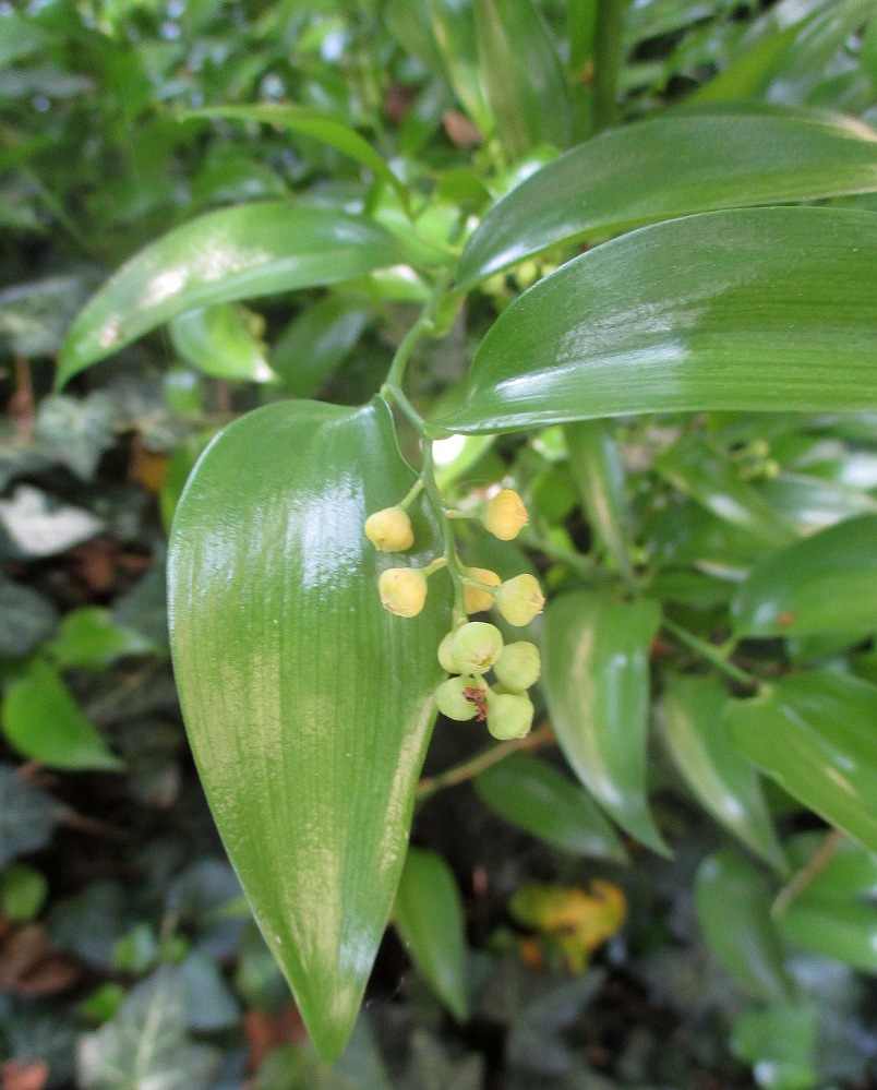 Image of Danae racemosa specimen.