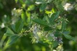 Salix myrsinifolia