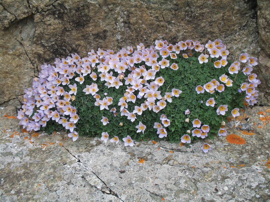 Image of Paraquilegia anemonoides specimen.